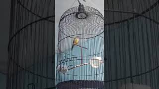 sikatan abu abu gacor milik om hasan