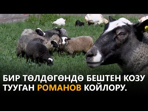 Video: Дорпер - койлордун тукуму. Мазмундун сүрөттөлүшү, мүнөздөмөлөрү жана өзгөчөлүктөрү