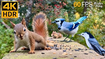 Katten TV 😺 Onbeperkte vogels en eekhoorns 🐿 8 uur 4K HDR 60FPS