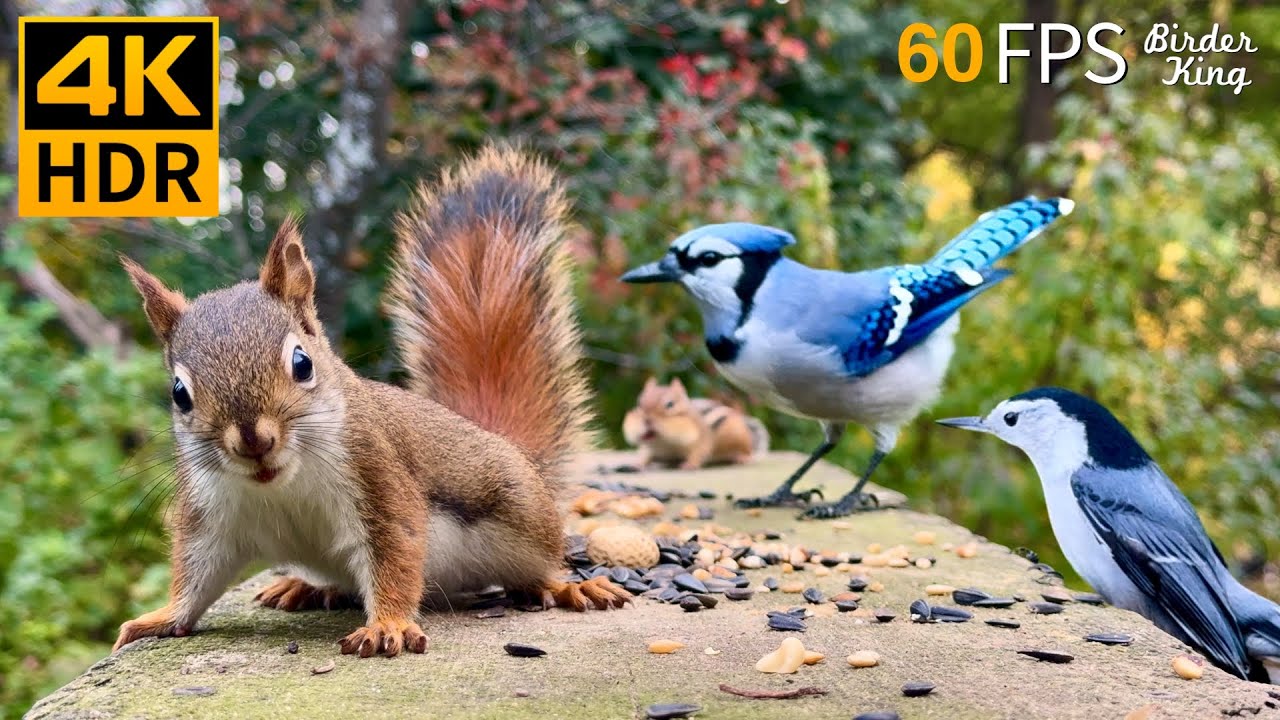 Cats Go Bonkers for this Squirrel Playing Peek A Boo Video