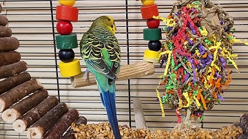 Happy budgie sounds for pet birds | Play this video on loop while away | Video for cats to watch