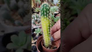cactos variegata da minha coleção 🌵😍 #cactus #cactos #plantas #suculentas #flores #jardim