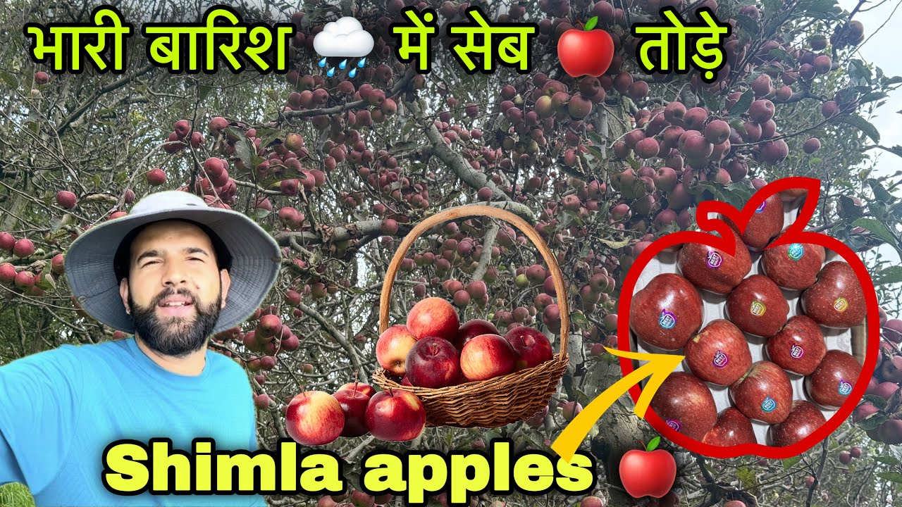 Shimla apples 🍎|| The taste of Himachal pride || Pahadi lifestyle vlog || Rahul bro 👊 