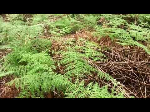 Vidéo: Comment les dépôts acides affectent-ils les plantes?