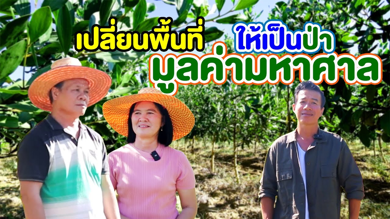 กระถินเทพา ไม้นอกสายตา แต่มีมูลค่า l คนรักษ์ป่า EP.247