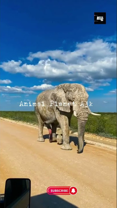 Elephant | Elephant sexy video |Elephant big cock | Elephant in safari | Elephant Ear #shorts #short