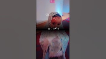 تلاوة خاشعه .ألابذكر الله تطمئن القلوب #اكسبلور #دويتو #تيك_توك #المصحف #الرحمن #لايك #duet #قصص