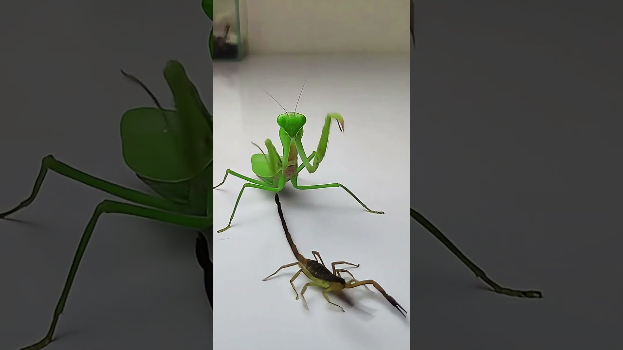 Praying Mantis Vs Scorpion Insects Animals