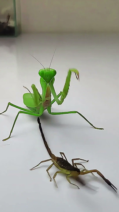 Praying Mantis vs Scorpion #insects  #mantis #scorpion #animals