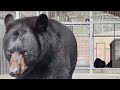 300-pound bear from Minnesota finds new home in SoCal