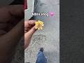 Mini vlog 07 karnal sector 6 shiv mandir ( Internship Day 3) post office #viral #shorts #dailyvlog