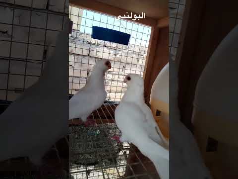 الحمام البولندي الاصيل