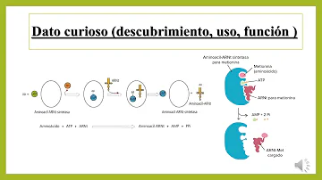 ¿Cuál es la función de las enzimas aminoacil tRNA Sintetasas?