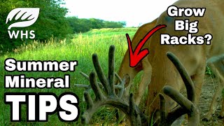 Summer Deer Mineral Strategies