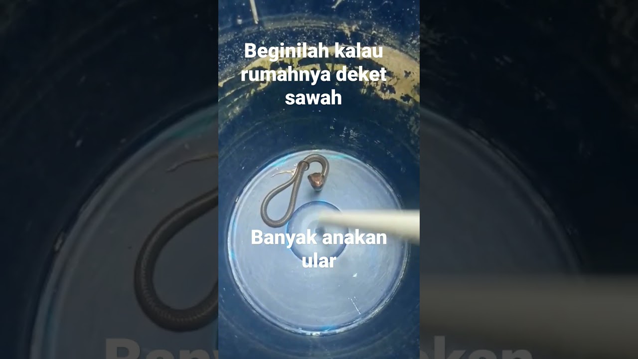 musih tanam padi udara panas anak kobrapun masuk rumah