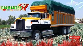 Pura Elegancia De Portables Tortons Los Mas Perrones De Mexico