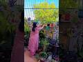 🌱अनुभव ही जीत का पड़ाव है#gardening #plants #motivation 🪴👌🙋‍♀️😊🌿