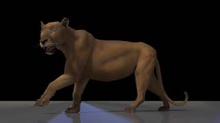 Free Lion rig - video demo 1 (render & pose) screenshot 4