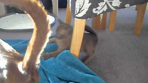 Video 1215781: blue burmese kitten, colour kitten