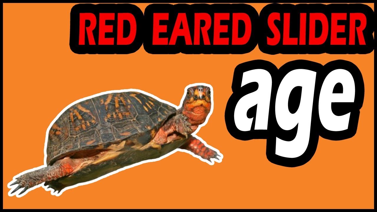 Red Eared Slider Age Chart