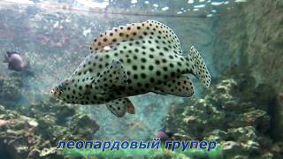 Пятнистый Окрас Рыб. Глазчатая Кошачья Акула, Сом-Жираф И Леопардовый Групер В Аквариуме Амстердама.