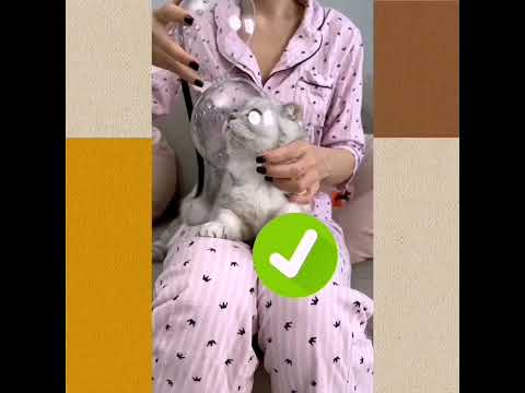 Как подстричь когти вашему котику?🤔#домашниепитомцы #кот #кошка
