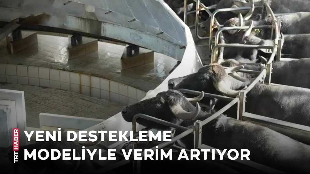 İstanbul'da manda yetiştiricilerinin sayısı artıyor