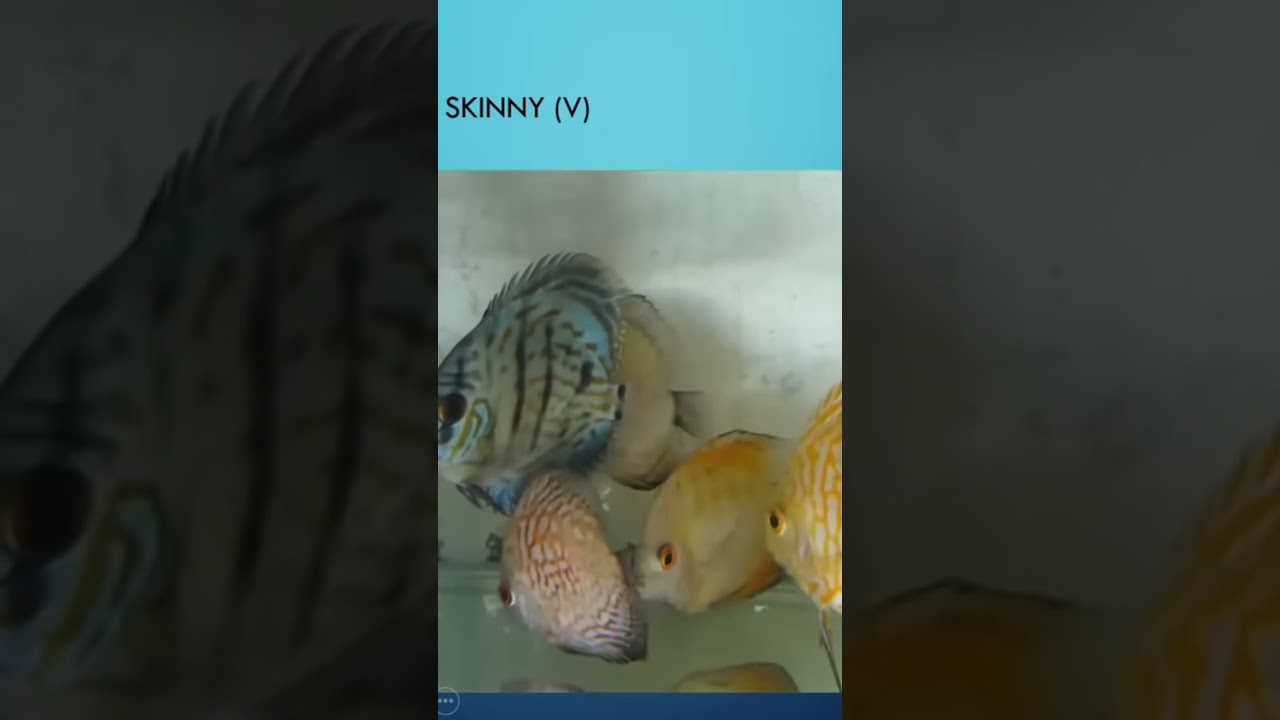 Sick Discus fish. See link complete video. #fishdisease #discus #discusfish