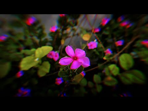 ফুল ফোটার আগ মূহুর্তে 🌷