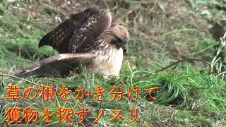 草の根をかき分けて獲物を探すノスリ、その後カマキリを捕る