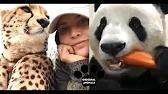 Original Animals