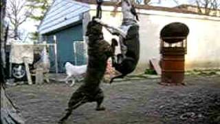 Coolest Pitbulls Ever 2