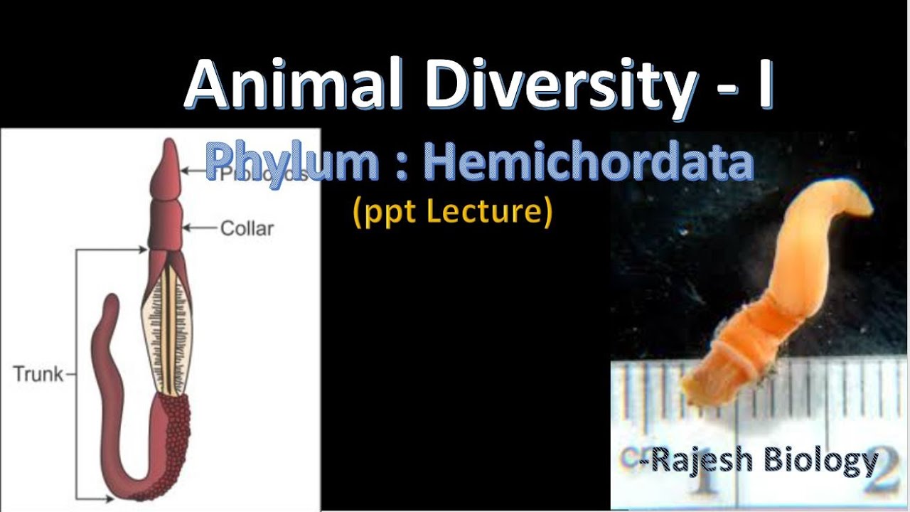 Phylum Hemichordata | Animal Diversity I | Rajesh Biology - YouTube
