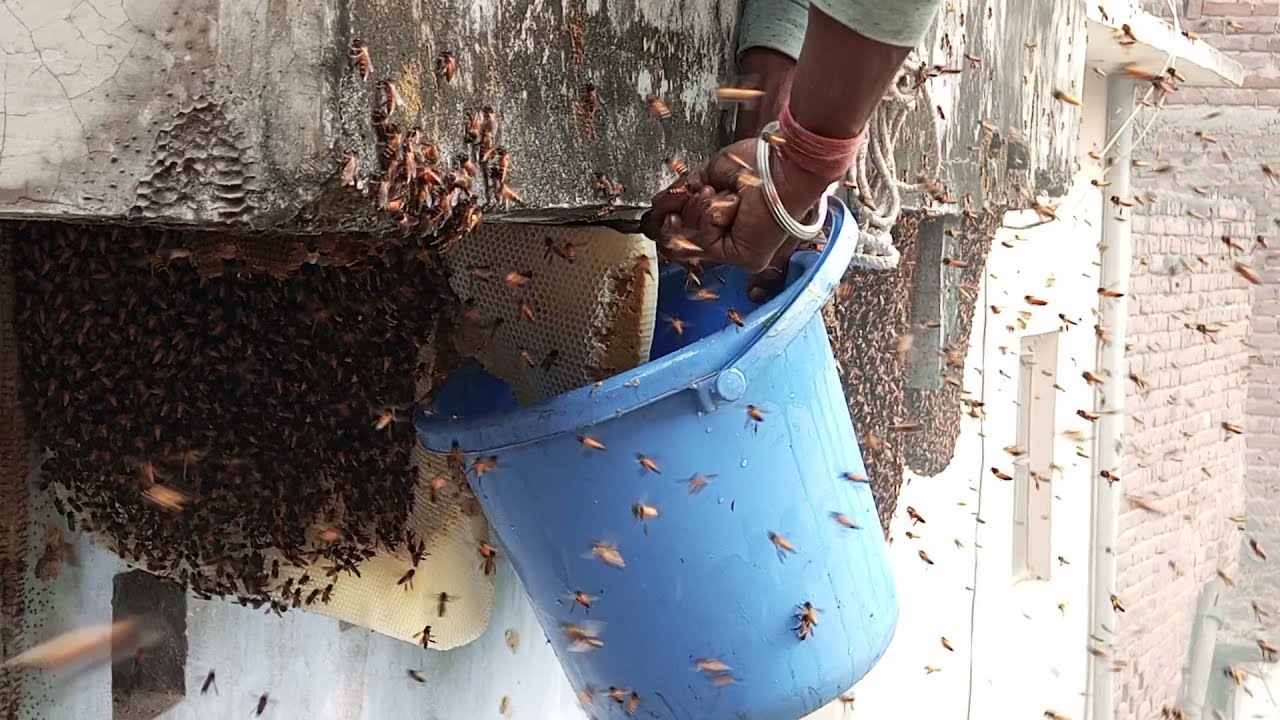 Honey hunting.Best skill in The world Brave you want to Earn Honey Beehive by Hands
