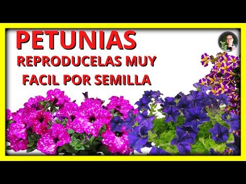 Video: Petunias grandiflora: cultivo a partir de semillas (foto)