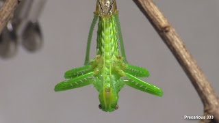 Giant Texas Katydid  molts