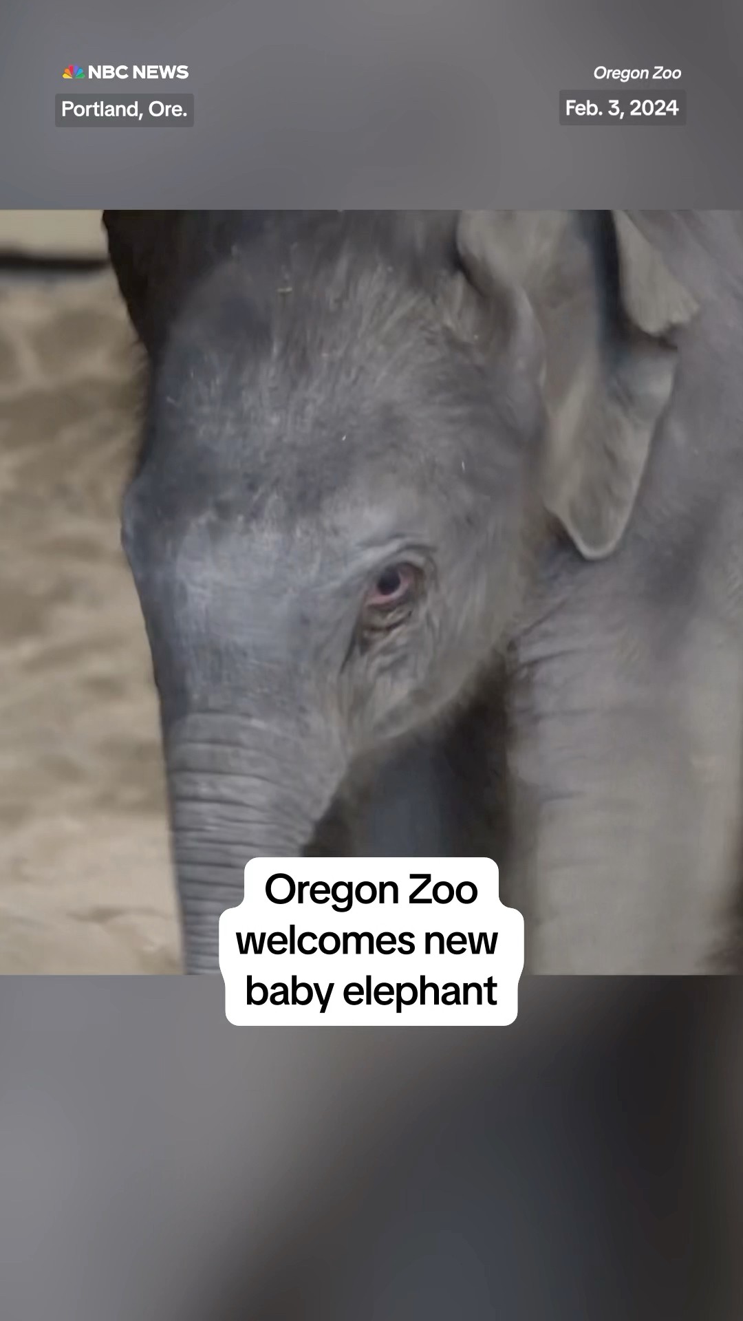 Oregon Zoo welcomes a new baby elephant!