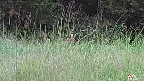 Turkey shot Ravin R9/ATN 4K Buckhunter