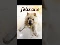 Teddy, Tous, Gala, Sophie y Chloé Feliz 2026 #pets #2026 #christmas #love