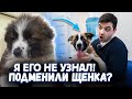 Я не УЗНАЛ щенка! Подмена? Ветеринар меняет пол...