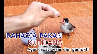 RAHASIA PAKAN BURUNG KUTILANG ANAKAN AGAR CEPAT BESAR DAN GEMUK!!