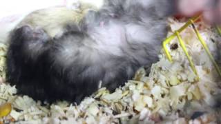 Жива ли Чернуха???!!! Хомяк лежит как неживой... Жива ли Чернуха???!!! Хомяк лежит как неживой...