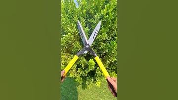 Kéo cắt tỉa hàng rào, cây cảnh #bonsaishop