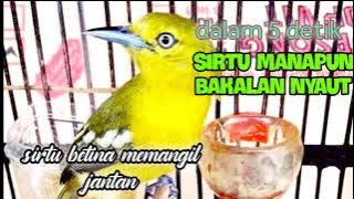 suara sirtu betina birahi memangil jantan