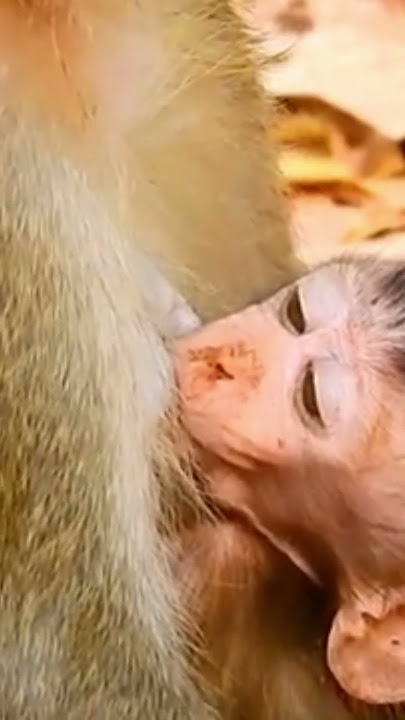 Baby monkey shocked when mom stops milk during weaning #Shorts