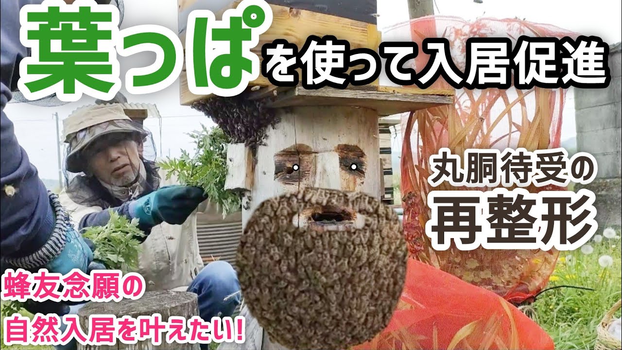 日本みつばち分蜂群捕獲用 丸洞 木製円筒形 51DG27CdD3L._AC_UY1000_.jpg
