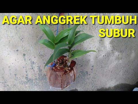 Video: Daun Anggrek (31 Foto): Apa Yang Harus Dilakukan Jika Daun Layu Dan Mekar Putih Muncul Di Atasnya? Bagaimana Cara Mengelapnya Agar Mereka Bersinar? Bagaimana Merawat Daun Yang Bert