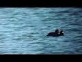 markaczka amerykańska (Melanitta americana), Black Scoter