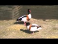 Common Shelduck 3