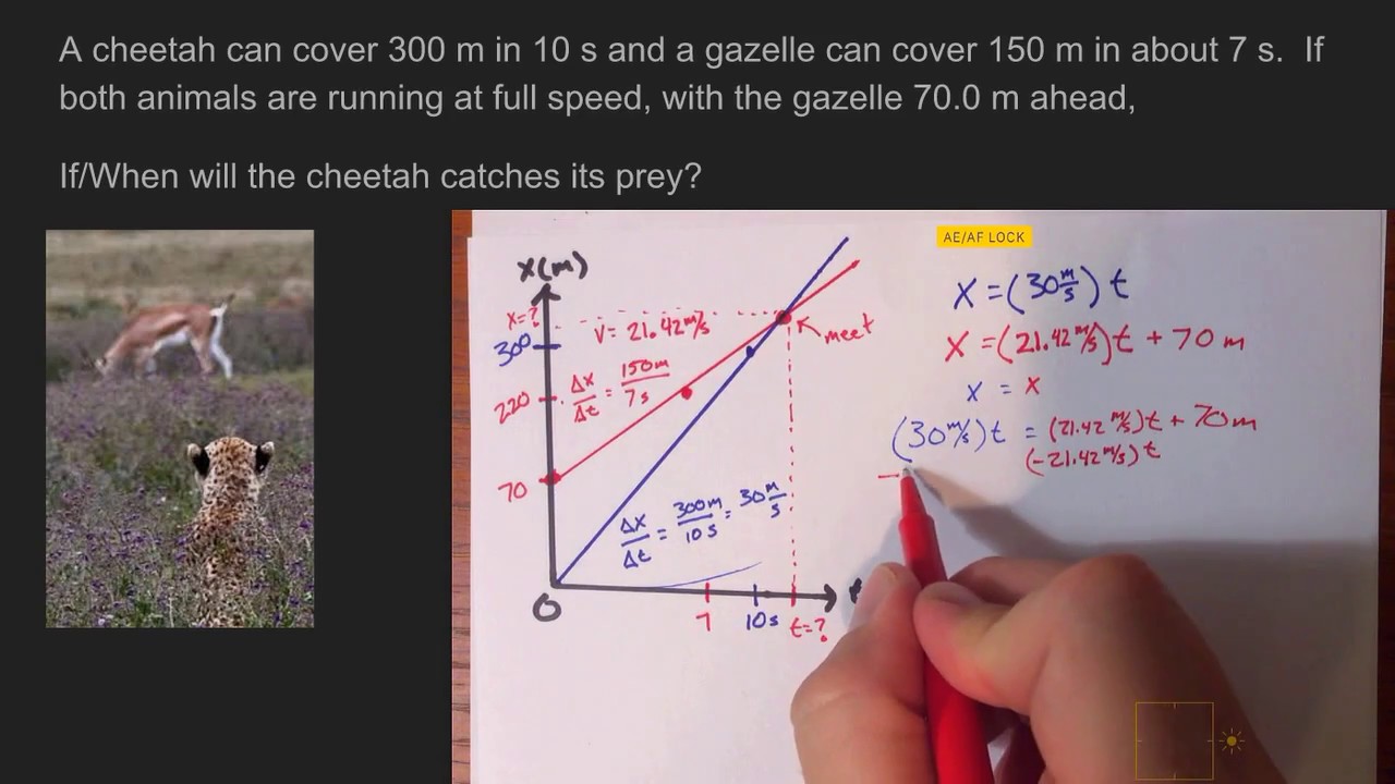 Cheetah and Gazelle Physics Problem - YouTube